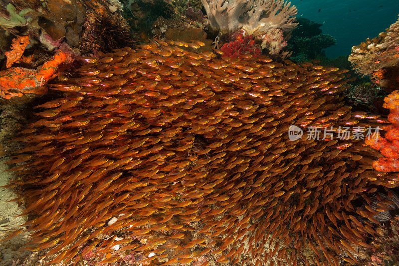 小清洁工学校Parapriacanthus ransonneti，科莫多国家公园，印度尼西亚